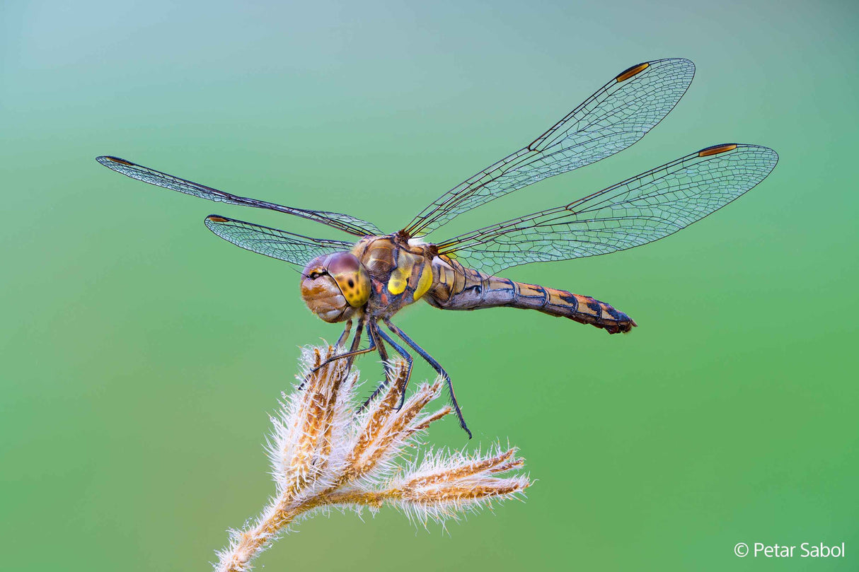 FE 100 mm F2.8 Macro GM OSS - Garanzia Sony Italia (in pre-ordine)