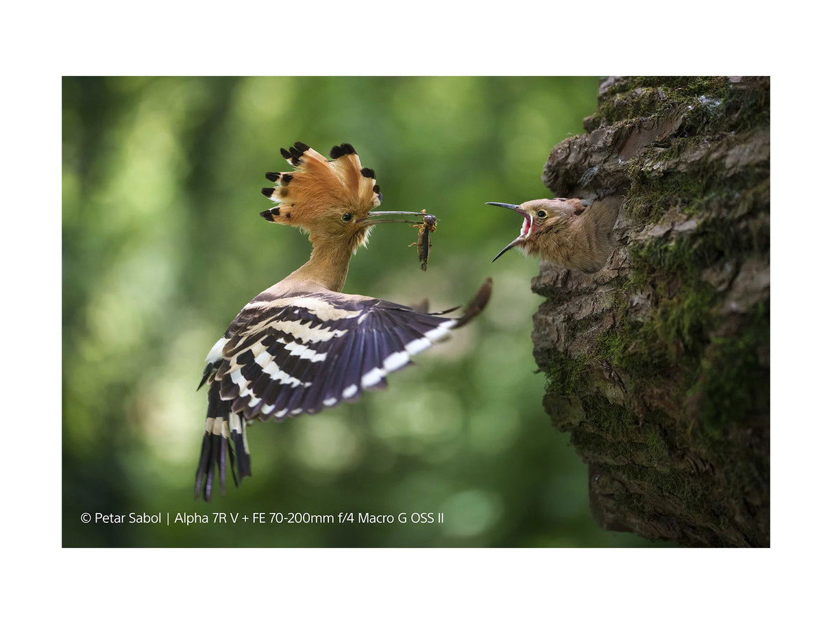 SONY FE 70-200MM F4 MACRO G OSS II - Garanzia Sony Italia - Cavone Lux Pro