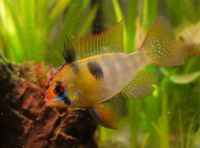 Panasonic Lumix G80 Body