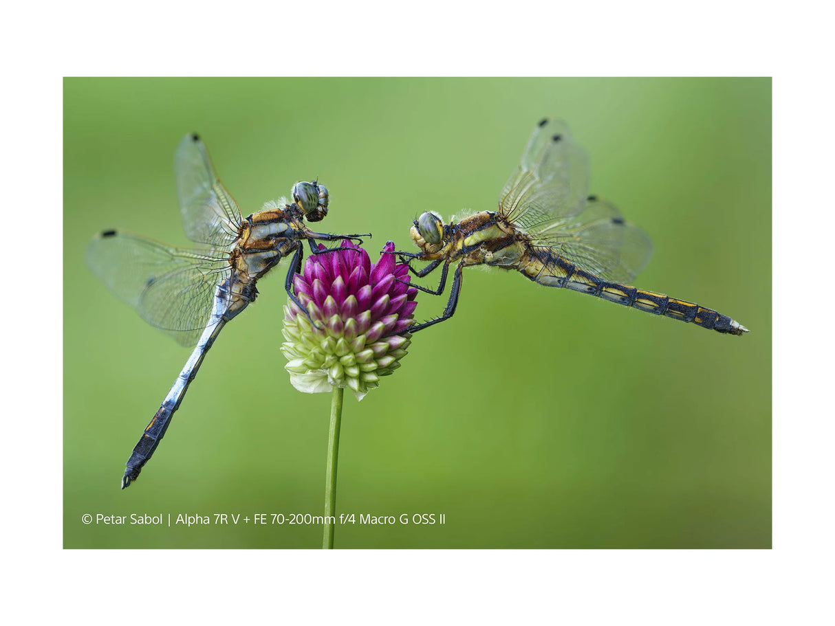 SONY FE 70-200MM F4 MACRO G OSS II - Garanzia Sony Italia - Cavone Lux Pro