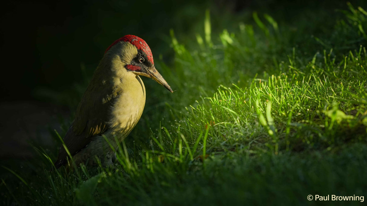 SONY A7 V - Garanzia Sony Italia