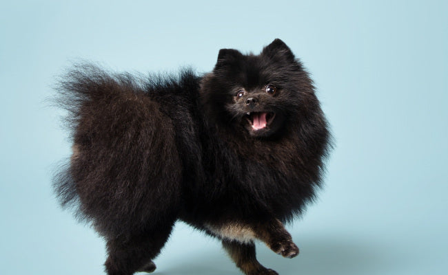 FONDALE CARTA BD ALASKA BLUE 2,72x11m art. 07126 - Cavone Lux Pro