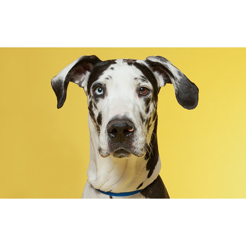 FONDALE CARTA BD DAF FO DIL 2,72x11m art. 07132 - Cavone Lux Pro