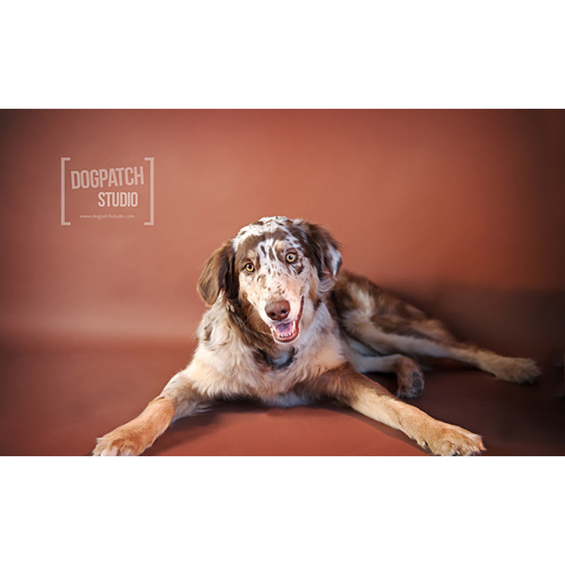 FONDALE CARTA BD HICKORY 2,72x11m art. 07120 - Cavone Lux Pro