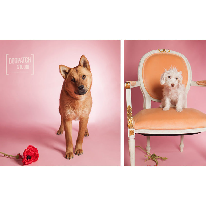 FONDALE FOTOGRAFICO CARTA BD PASTEL PINK 2,72x11m art. 07112 - Cavone Lux Pro