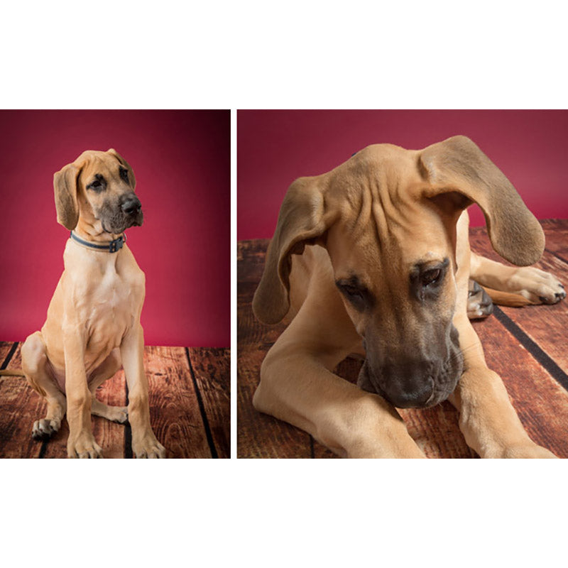 FONDALE CARTA BD RED 2,72x11m art. 07115 - Cavone Lux Pro