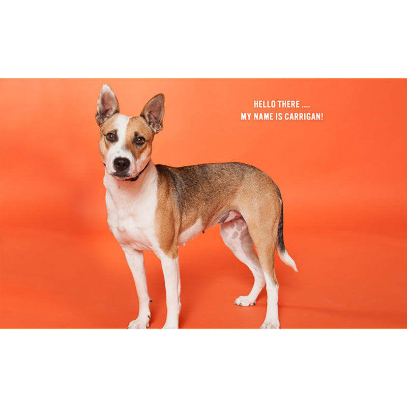 FONDALE CARTA BD TANGERINE 2,72x11m art. 07152 - Cavone Lux Pro