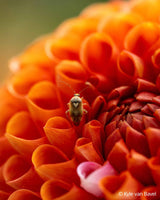 FE 100 mm F2.8 Macro GM OSS - Garanzia Sony Italia (in pre-ordine)
