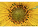 Sony FE 16-35MM F2.8 GM II - Garanzia Sony Italia - Cavone Lux Pro