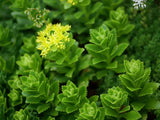 Panasonic Lumix G100 + 12-32mm f/3.5-5.6 Asph Mega OIS