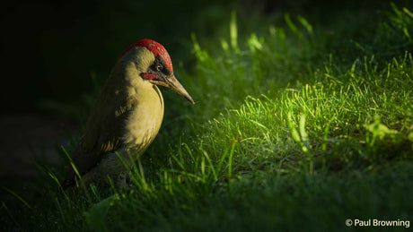 SONY A7 V  - Garanzia Sony Italia