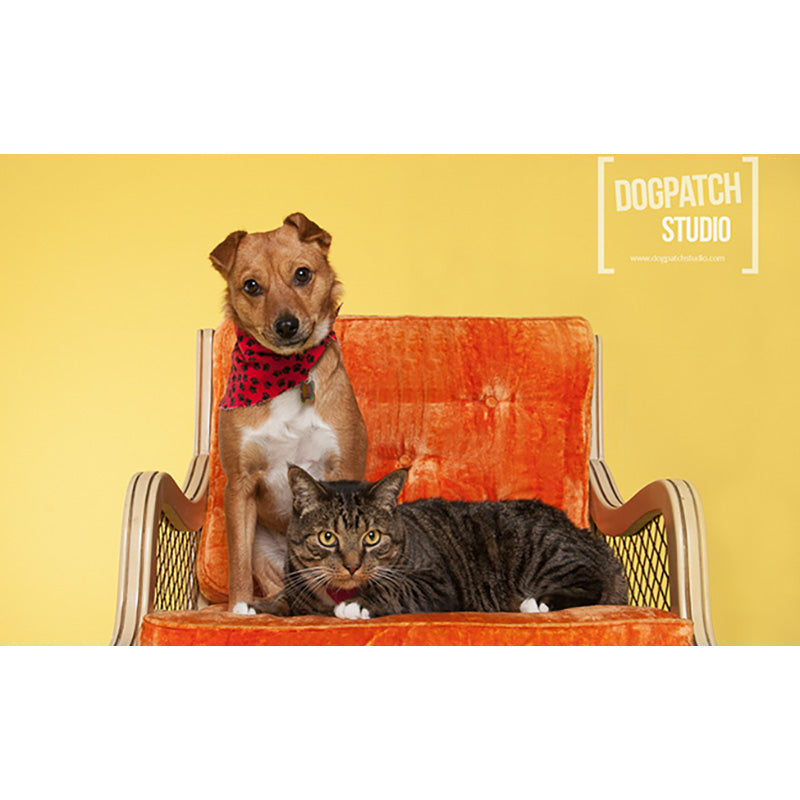 FONDALE CARTA BD DAF FO DIL 2,72x11m art. 07132 - Cavone Lux Pro