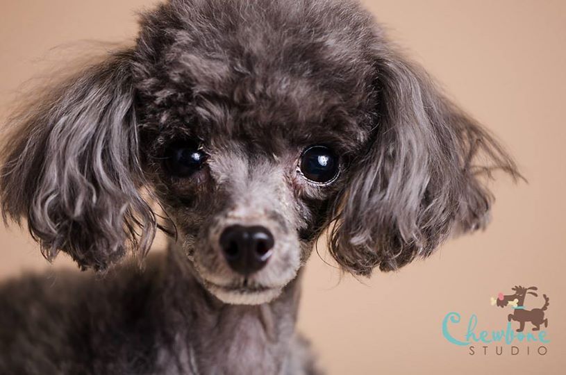 FONDALE CARTA BD NATURAL 2,72x11m art. 07121 - Cavone Lux Pro