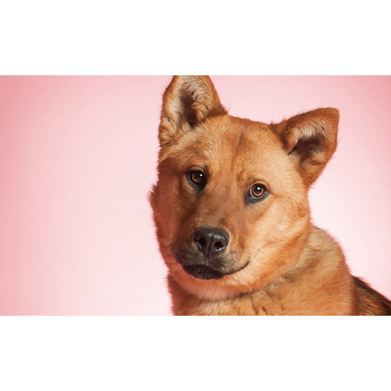 FONDALE FOTOGRAFICO CARTA BD PASTEL PINK 2,72x11m art. 07112 - Cavone Lux Pro